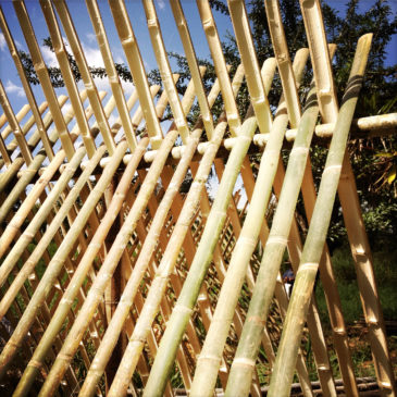 Drying Bamboo