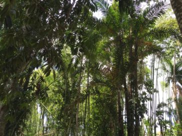 jungle