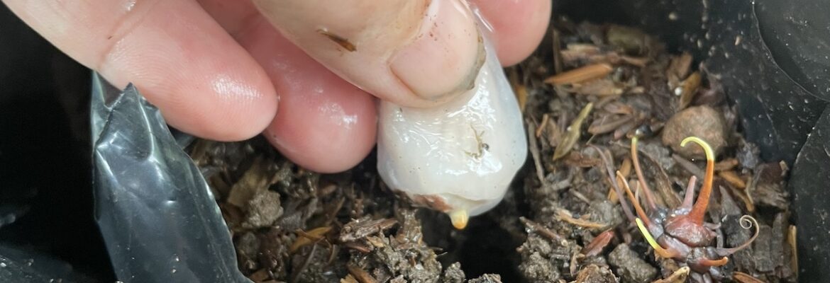 Fresh cacao seed being planted into a nursery bag beside a newly germinated cacao seed on our farm in Sortová, Panama.